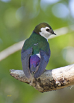 Violet Green Swallow 3180